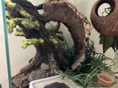 Male Gold Crested Gecko with Enclosure and Complete Supplies
