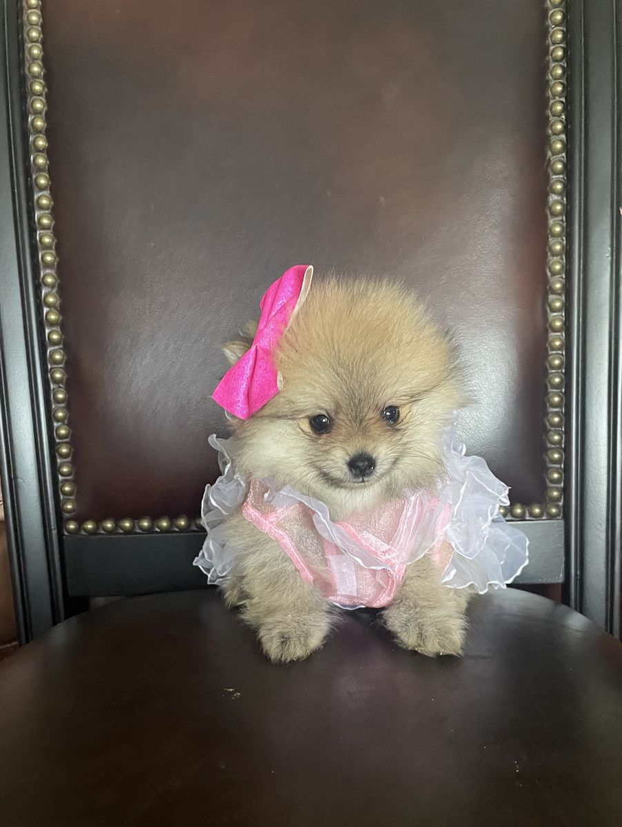 AKC Tiny Teacup Pomeranian puppies for sale or part trade