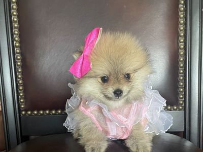 AKC Tiny Teacup Pomeranian puppies for sale or part trade