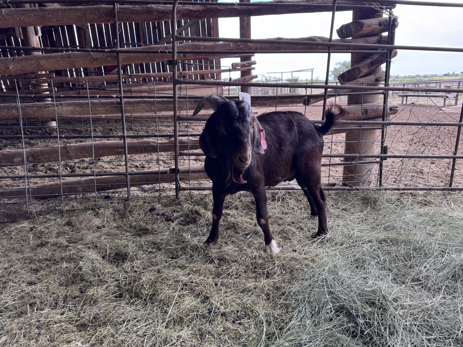 Boer buck