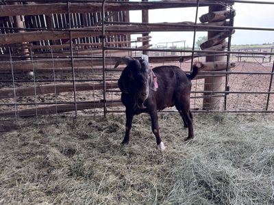 Boer buck