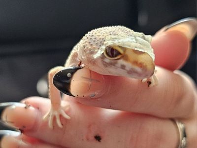 baby leopard gecko