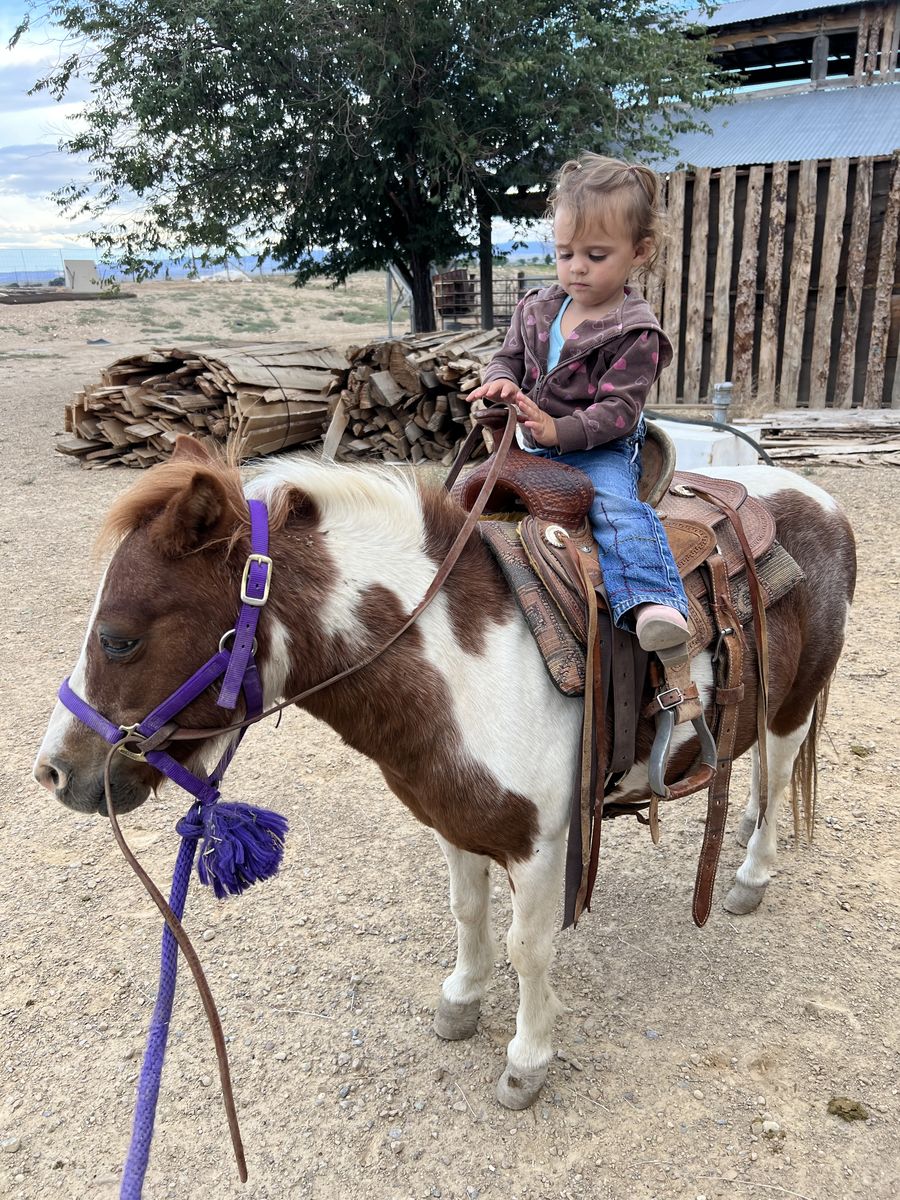 18-20 Year Old Pony Mare