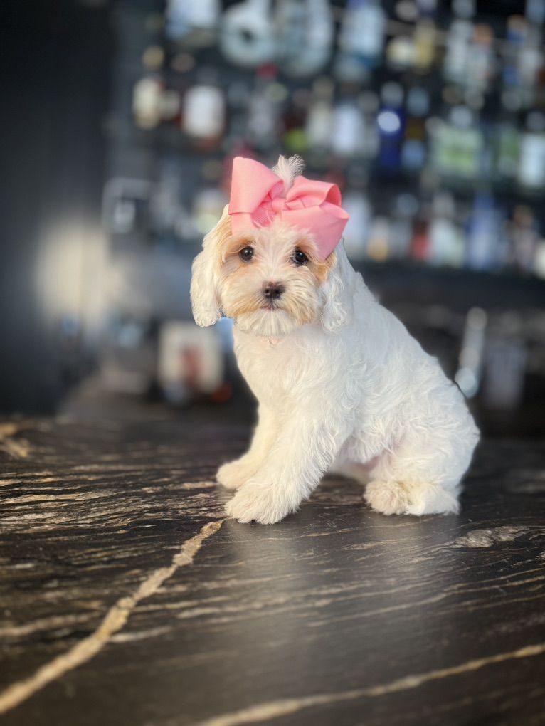Dalring TIny Cavapoo Girls Includes Everything