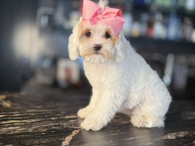 Dalring TIny Cavapoo Girls Includes Everything