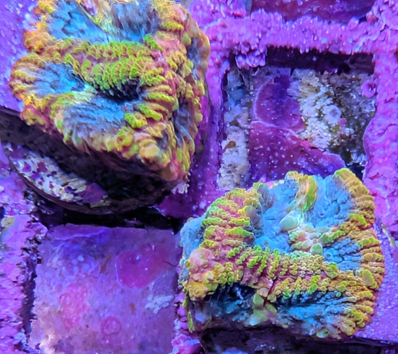 Frag Swap April 11th