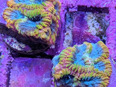 Frag Swap April 11th