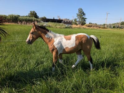 Flashy Buckskin Paint Filly – Born March 24