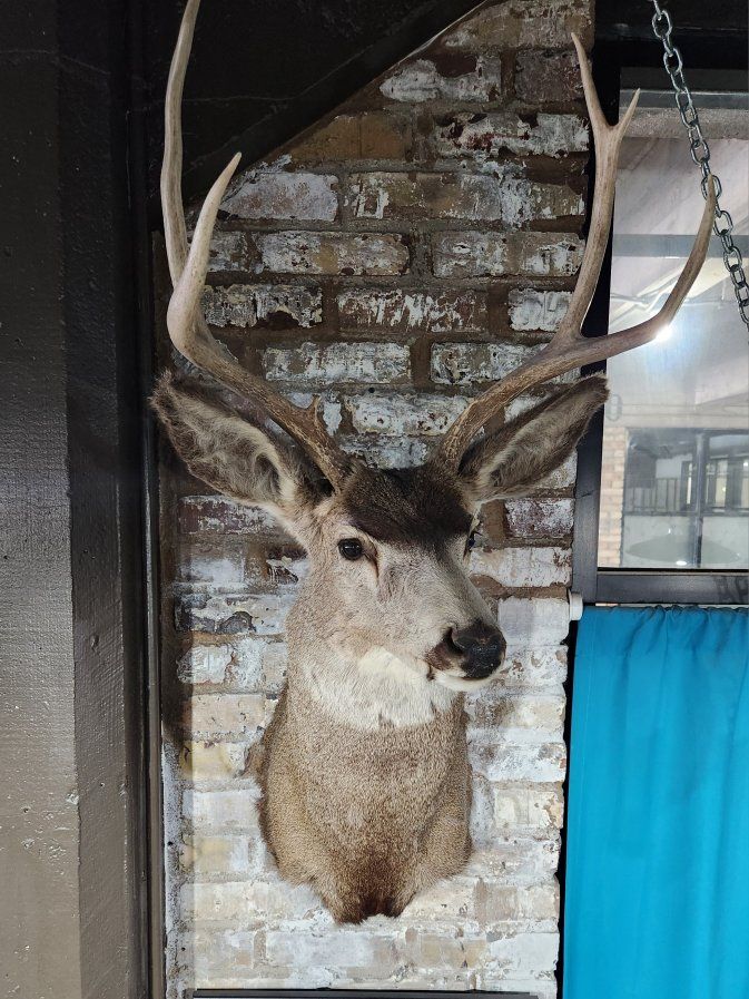 Deer and Pronghorn Taxidermy