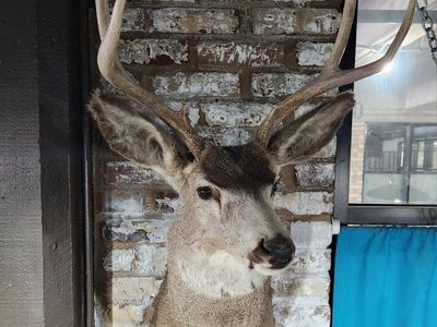 Deer and Pronghorn Taxidermy