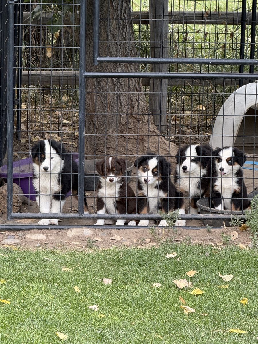 Adorable Mini Australian Shepherd Puppies