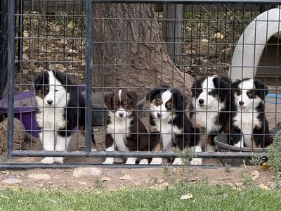 Adorable Mini Australian Shepherd Puppies