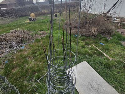 Tomato cages