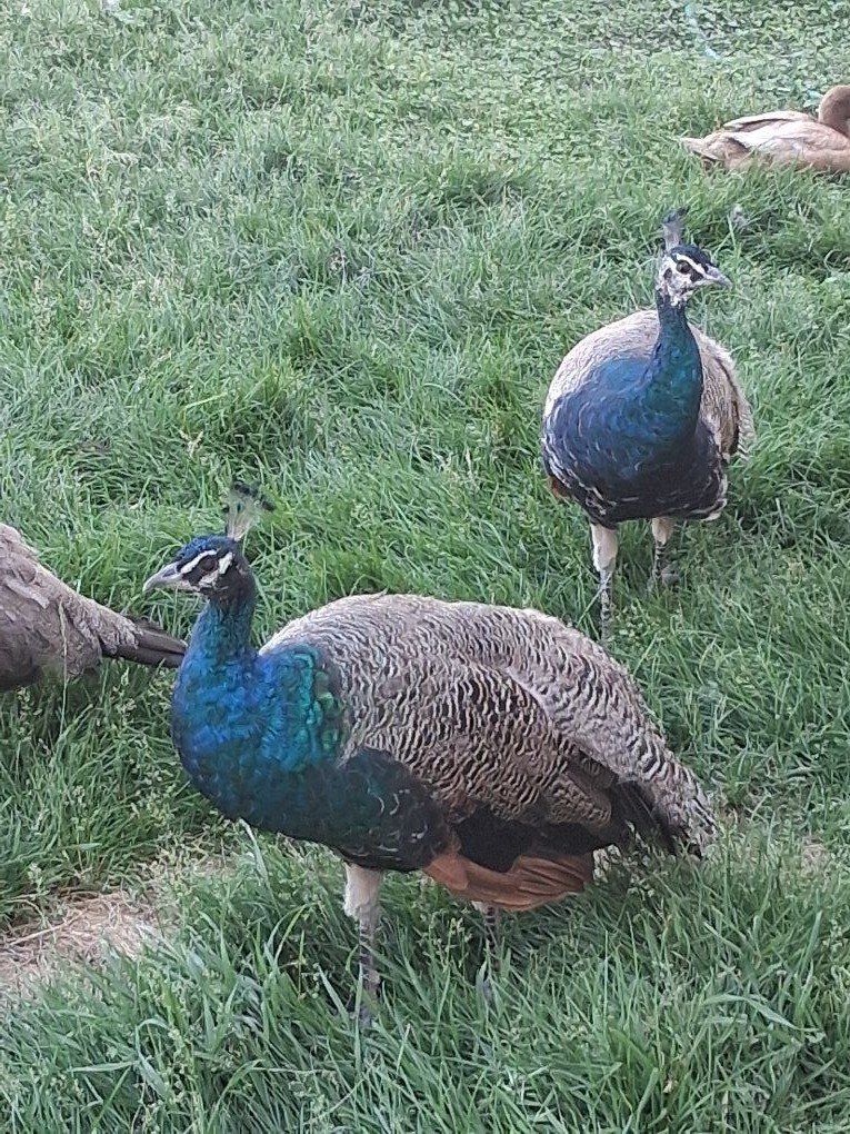 Peacocks