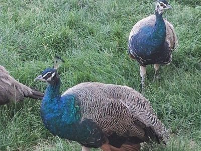 Peacocks