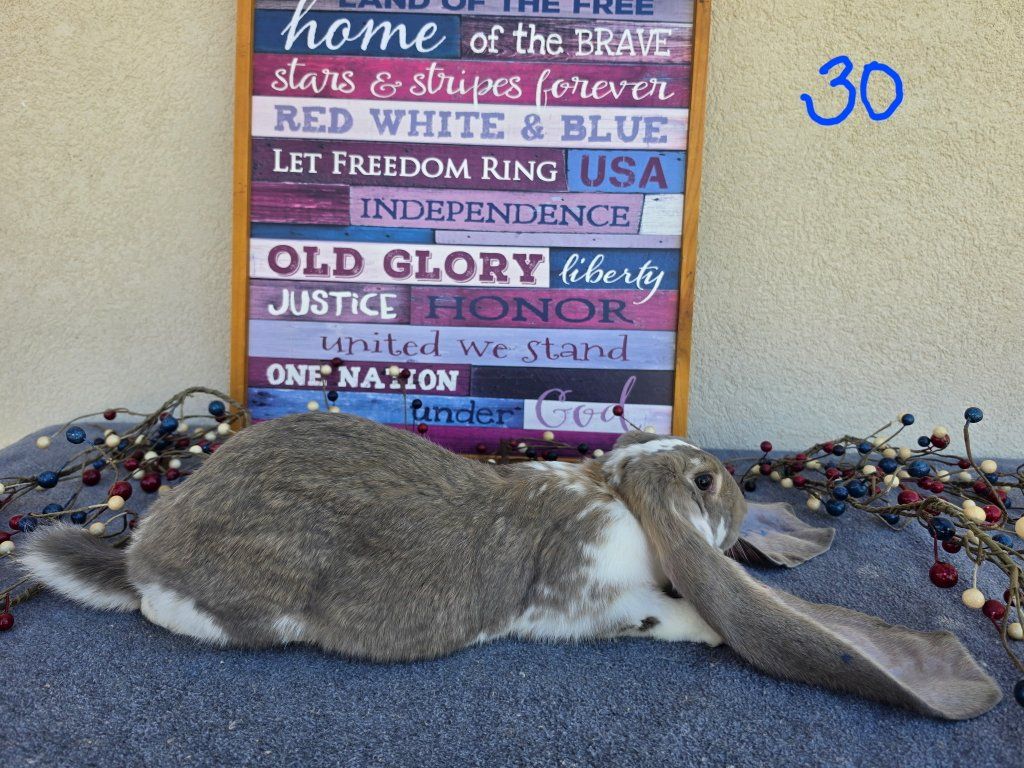 Broken Opal English Lop Buck