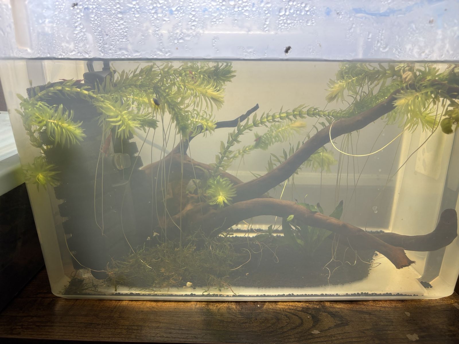 Cherry  Shrimp  Breeding Set Up