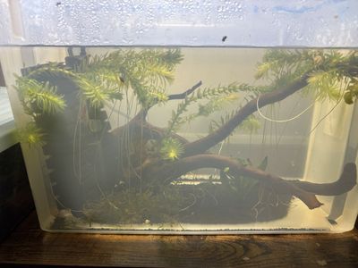 Cherry Shrimp Breeding Set Up