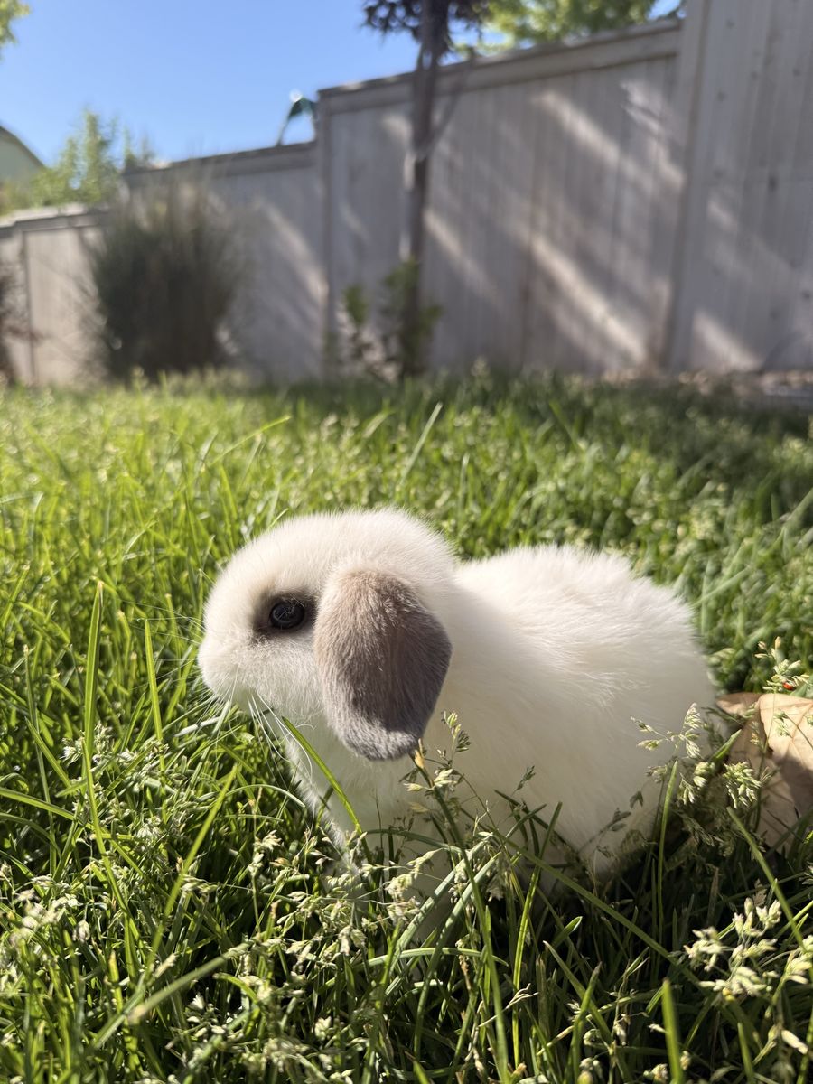 Holland Lop Bunnies!