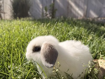 Holland Lop Bunnies!