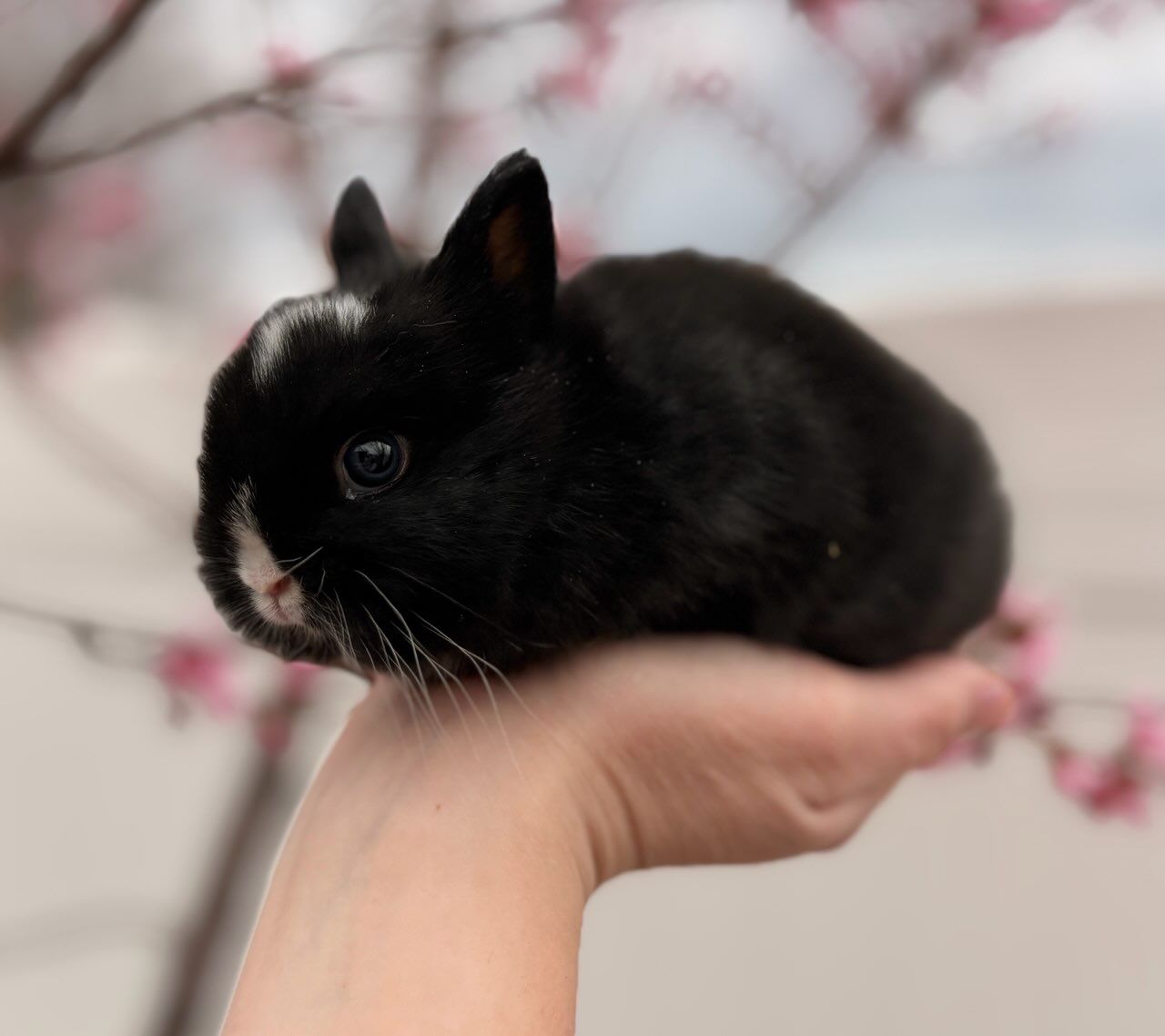 PP Netherland Dwarf Bunny Rabbit $150