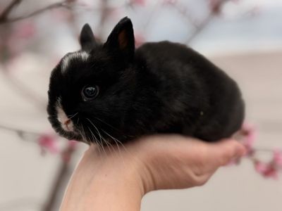 PP Netherland Dwarf Bunny Rabbit $150