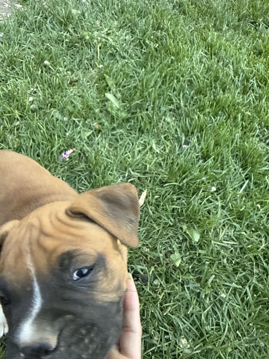 Boxer Puppies