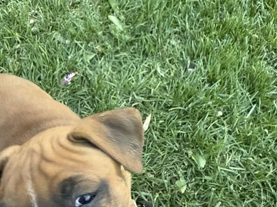 Boxer Puppies