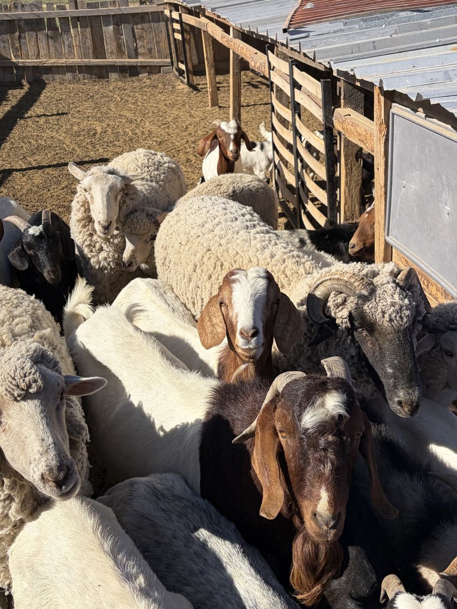 Goats - Mixed Breeds