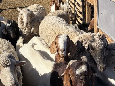 Goats - Mixed Breeds