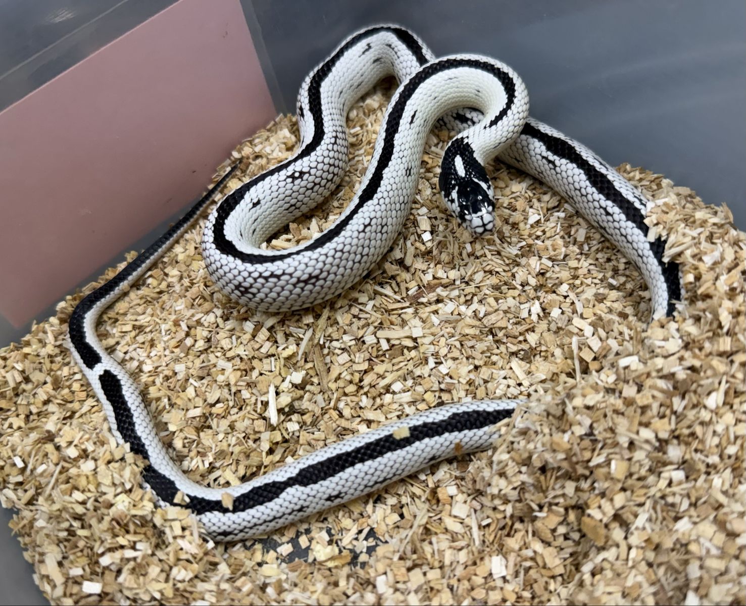 Female Cali king