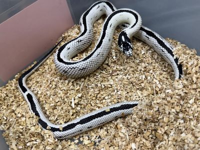 Female Cali king