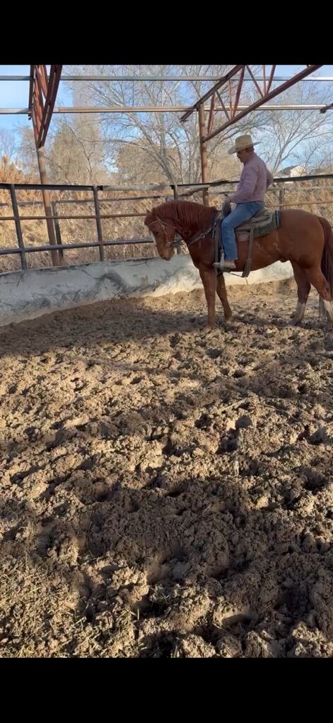 A Q H A Horse Gilding