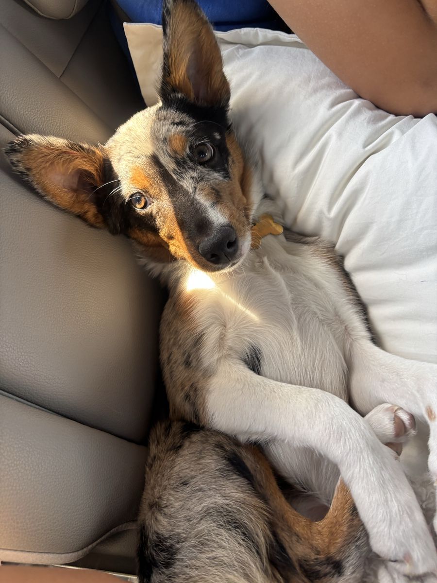Mini aussie/heeler mix in need of a good home