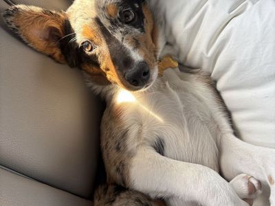 Mini aussie/heeler mix in need of a good home