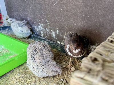 Coturnix Quail for Sale