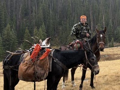 6 Year Old Bay Gelding