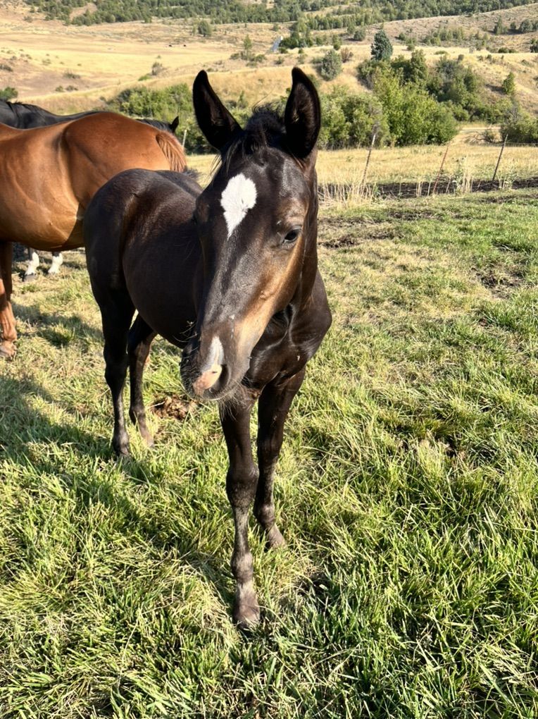 Yearling Stud Colt