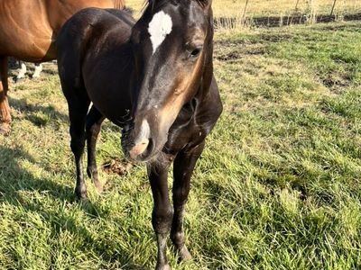 Yearling Stud Colt