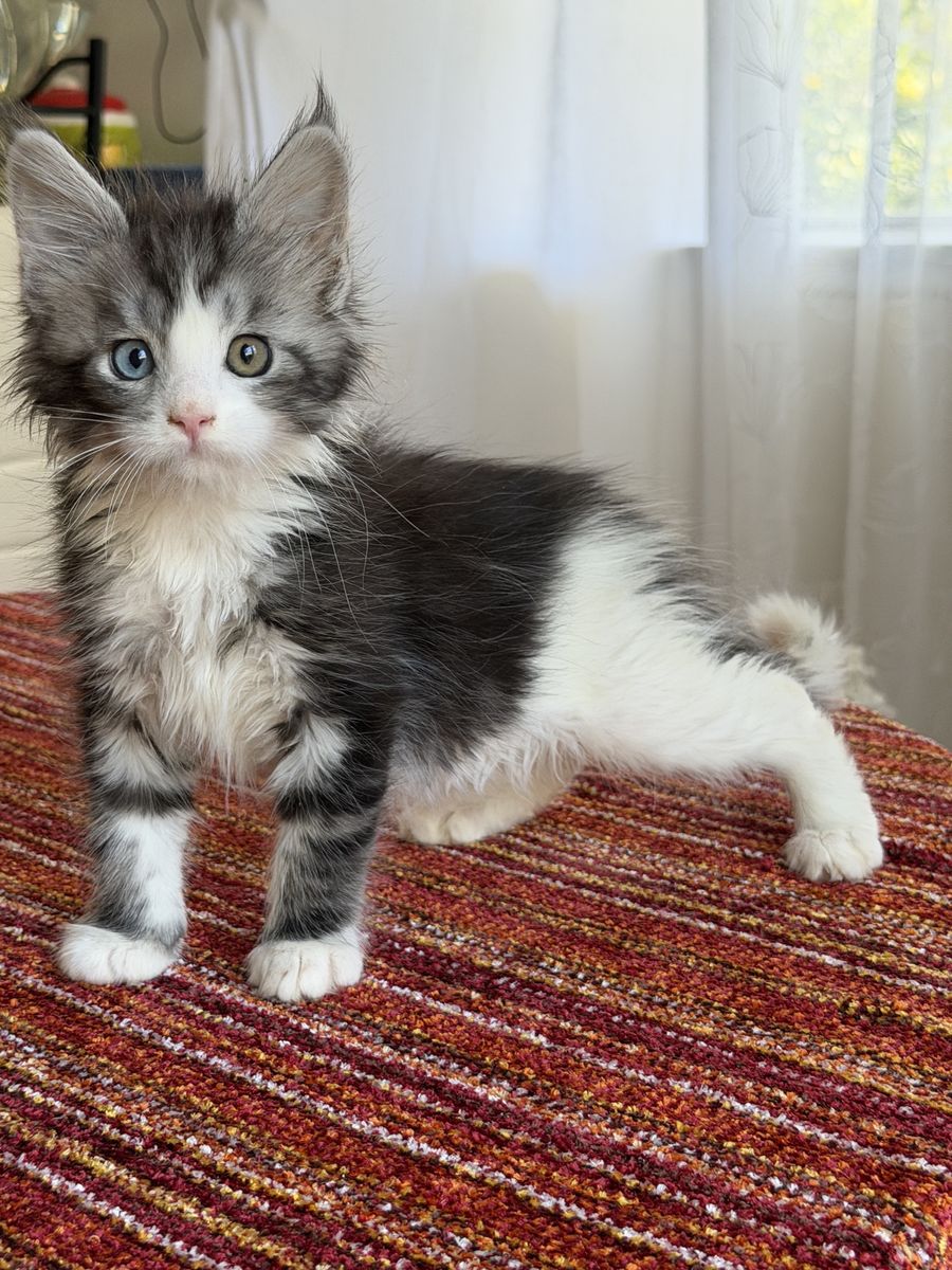 Blue smoke odd eye color Maine coon female