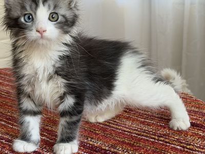 Blue smoke odd eye color Maine coon female