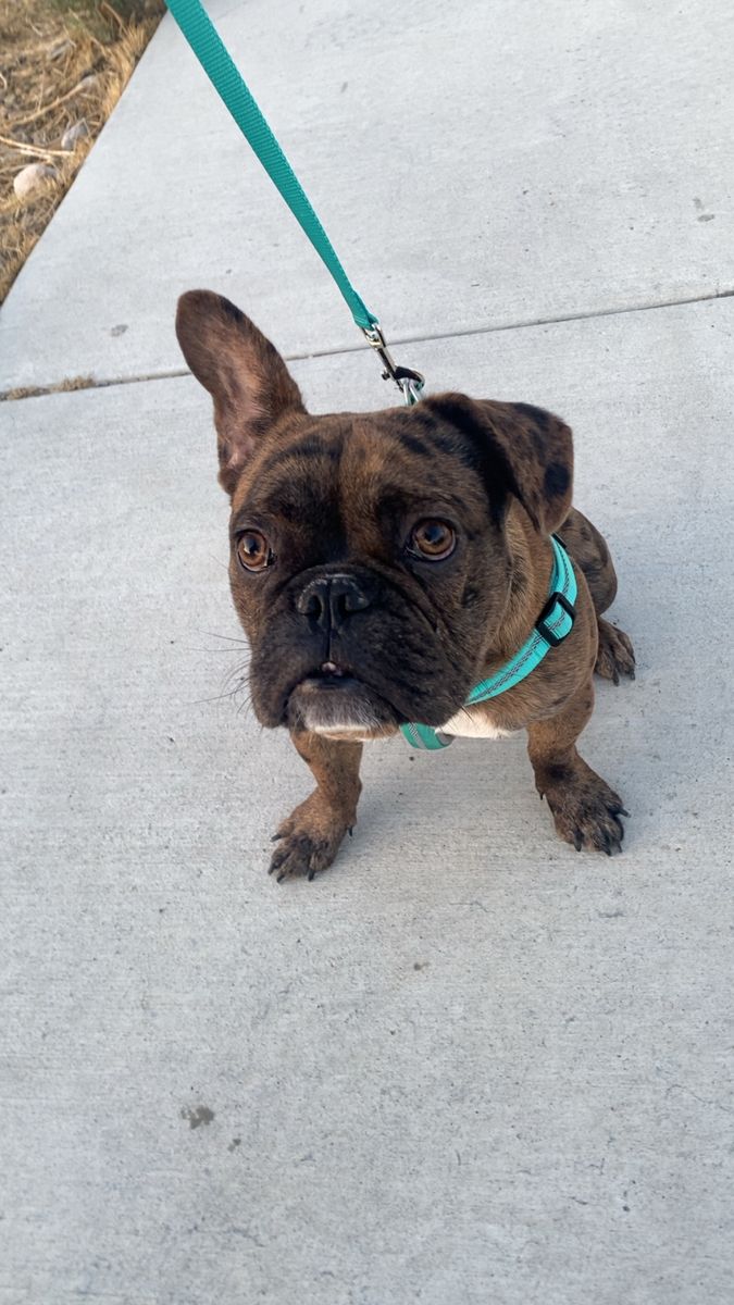 French Bulldog/Frenchie