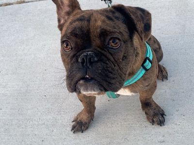 French Bulldog/Frenchie