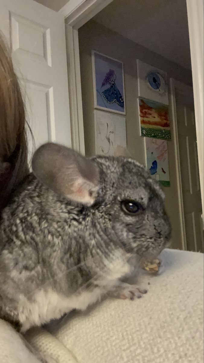 Chinchilla