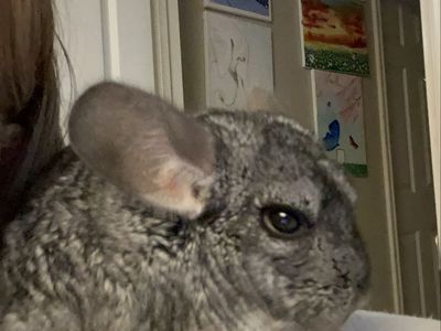 Chinchilla