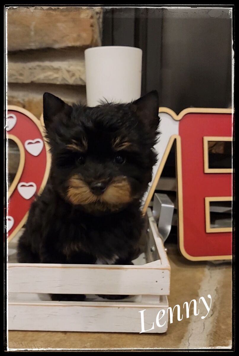 AkC Male Yorkie