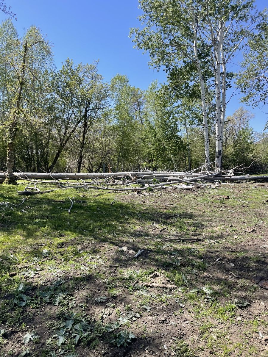 Firewood