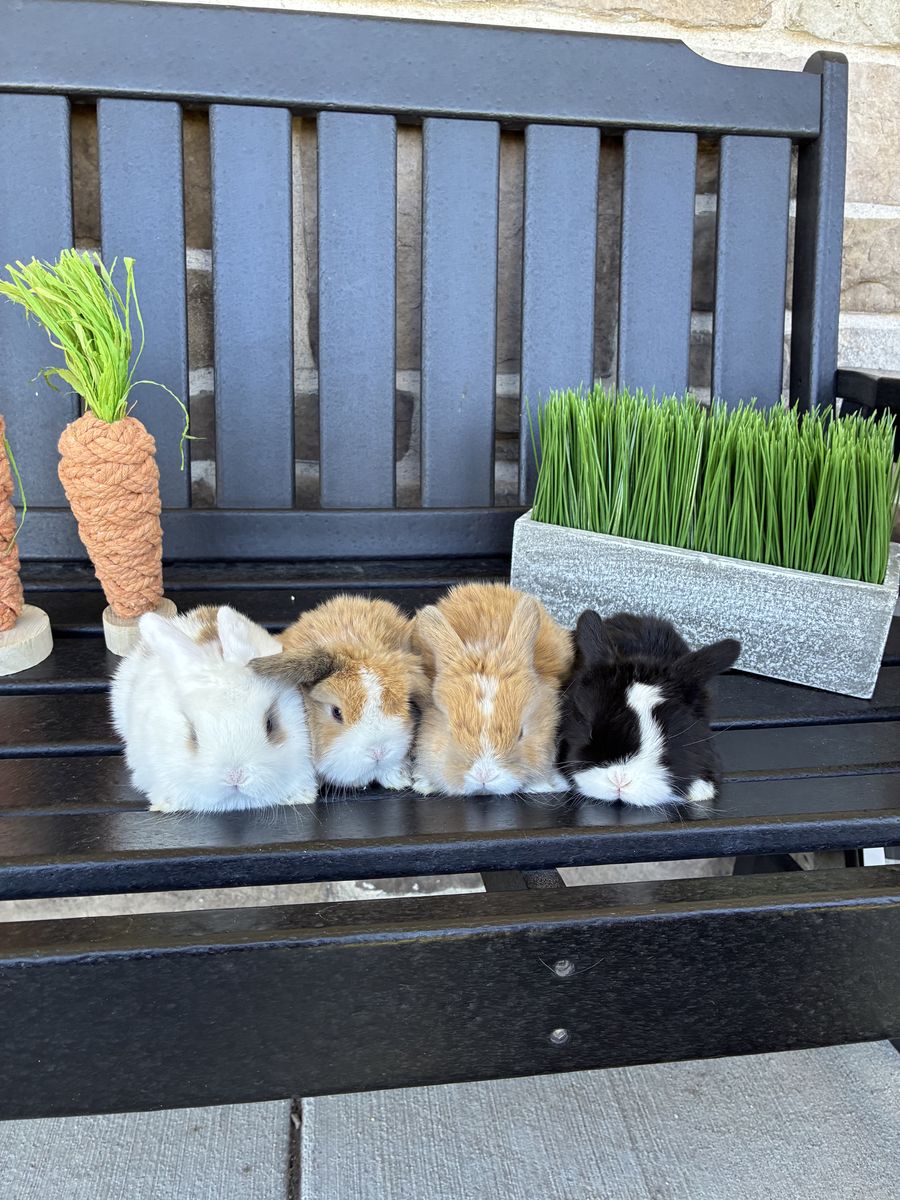 Holland lop