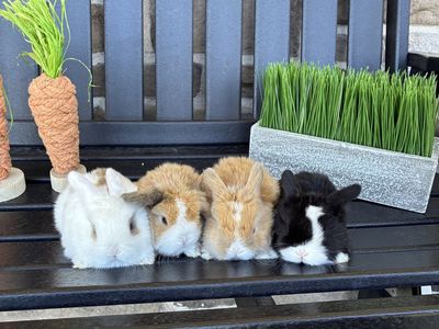 Holland lop