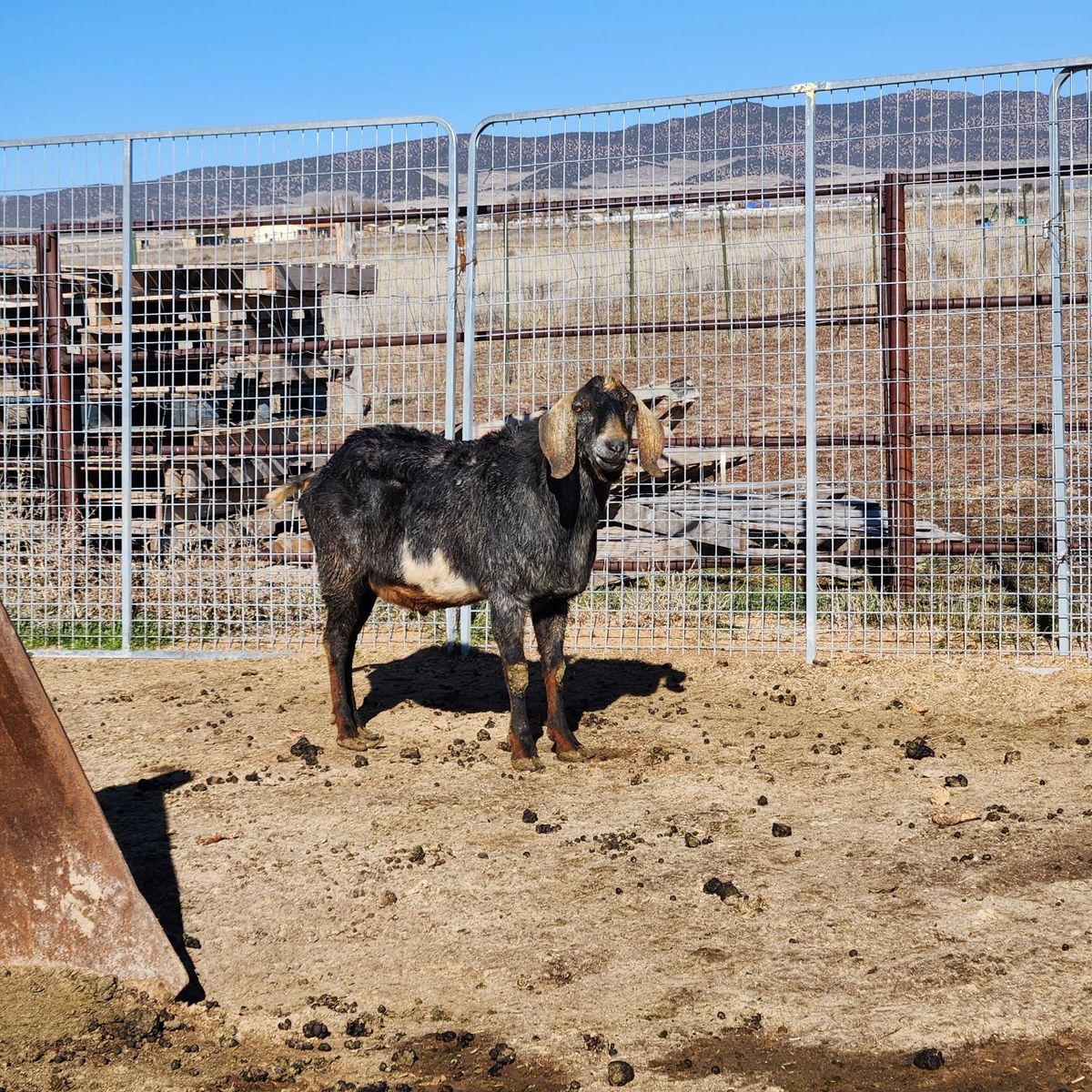 Pure bred full sized Nubian billy goat